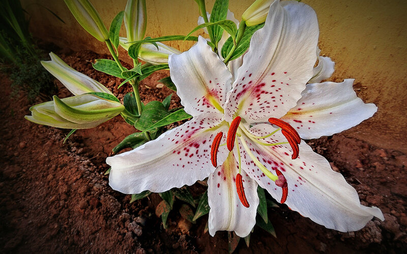 White Lily Flower — Natural