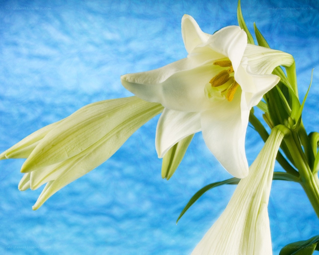 White lily flower on blue