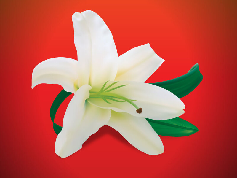 White Lily Flower — Red