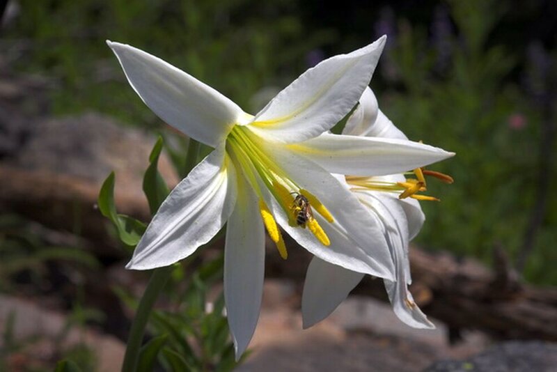 White Lily Flower — Serene, Afternoon, Photograph, Bee