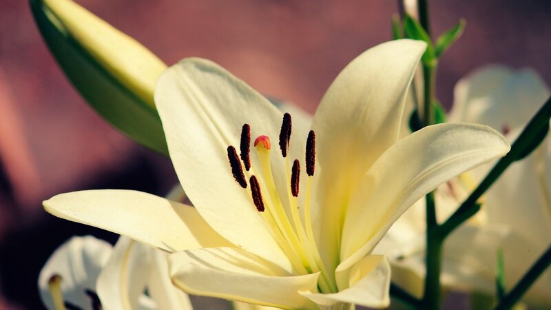 White Lily Flower — Serene, Afternoon, Photograph, Bud, Stamen