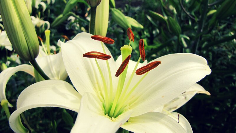 White Lily Flower — Serene, Afternoon, Photograph, Buds, Stamen