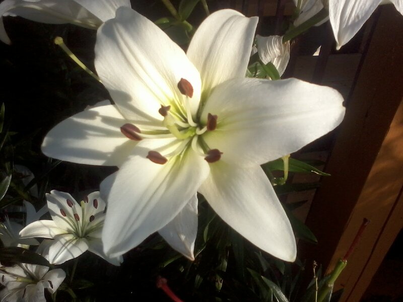 White Lily Flower — Serene, Afternoon, Photograph, Green Leaves, Sunlight