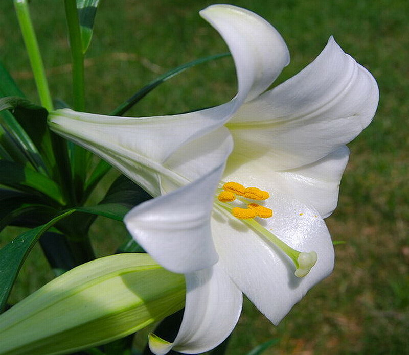 White Lily Flower — Serene, Afternoon, Photograph, Green Leaves