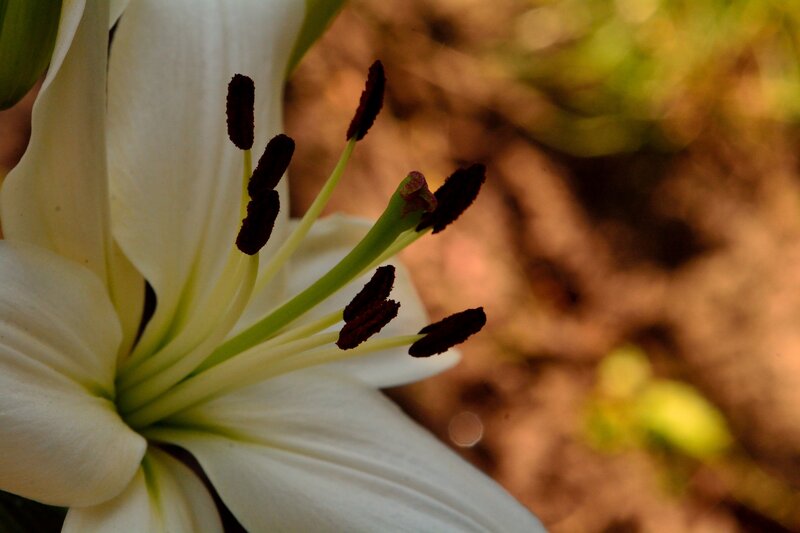 White Lily Flower — Serene, Afternoon, Photograph, Stamen, Petal