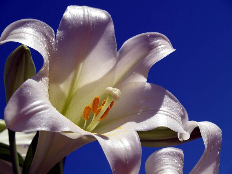 White Lily Flower — Serene, Afternoon, Photograph