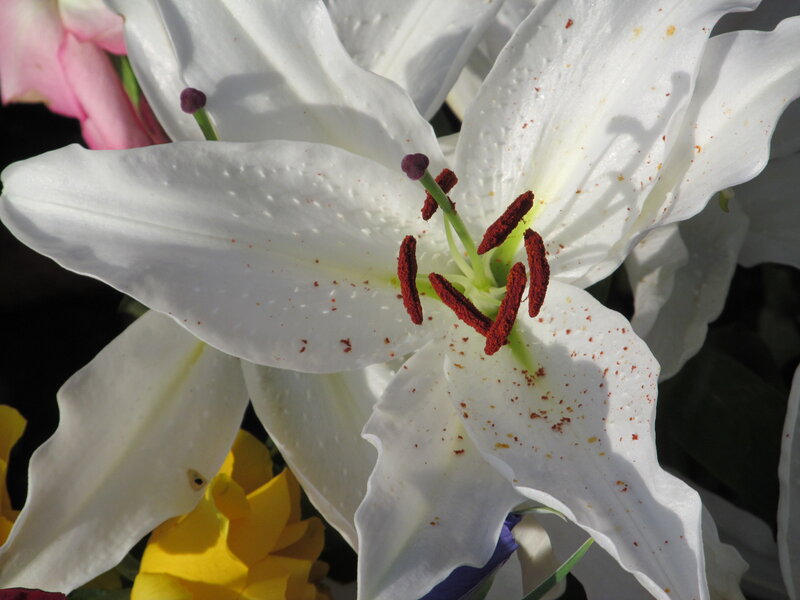 White Lily Flower — Serene, Afternoon, Photograph, Yellow Flower