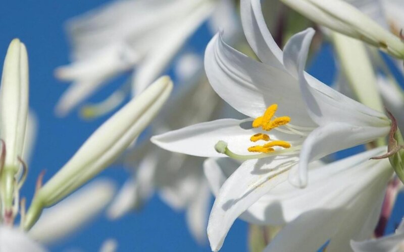 White Lily Flower — Serene, Afternoon, Photograph, Yellow Stamen