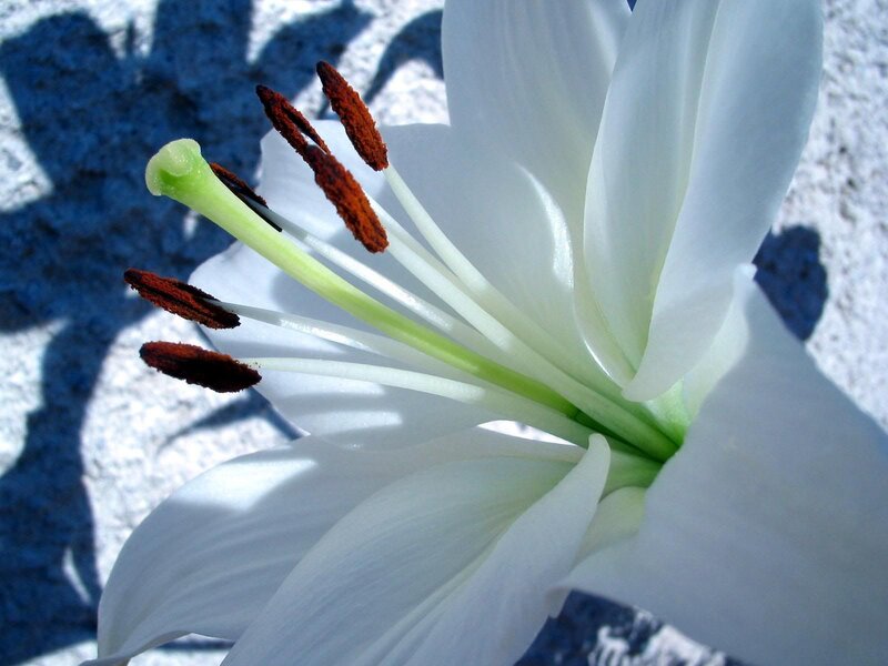 White Lily Flower — Serene, Afternoon