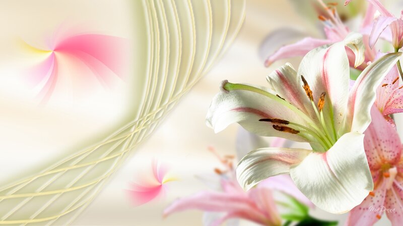 White Lily Flower — Serene, Digital Art