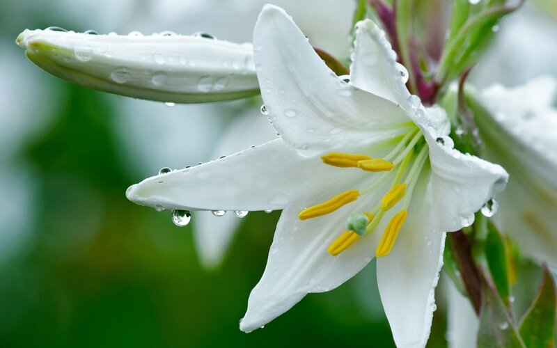 White Lily Flower — Serene, Morning, Photograph, Raindrops, Bud