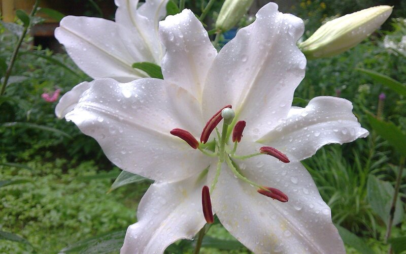 White Lily Flower — Serene, Morning, Photograph, Water Droplets
