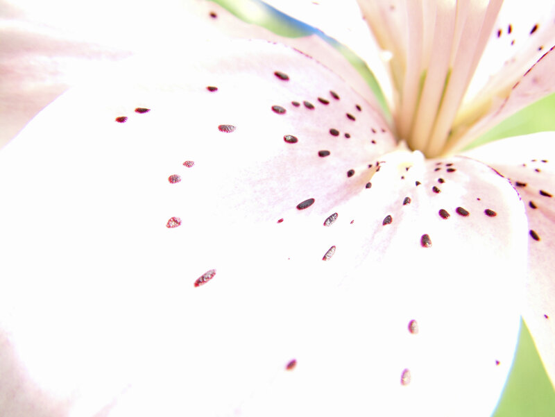 White Lily Flower — Serene, Morning