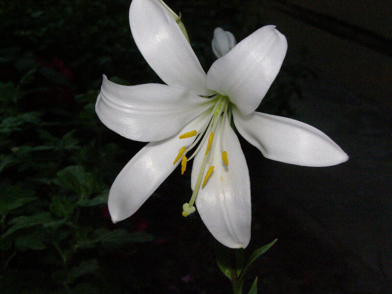 White Lily Flower — Serene, Night