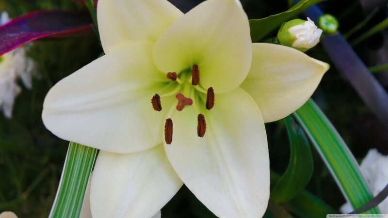 White Lily Flower — Serene, Photograph, Bud