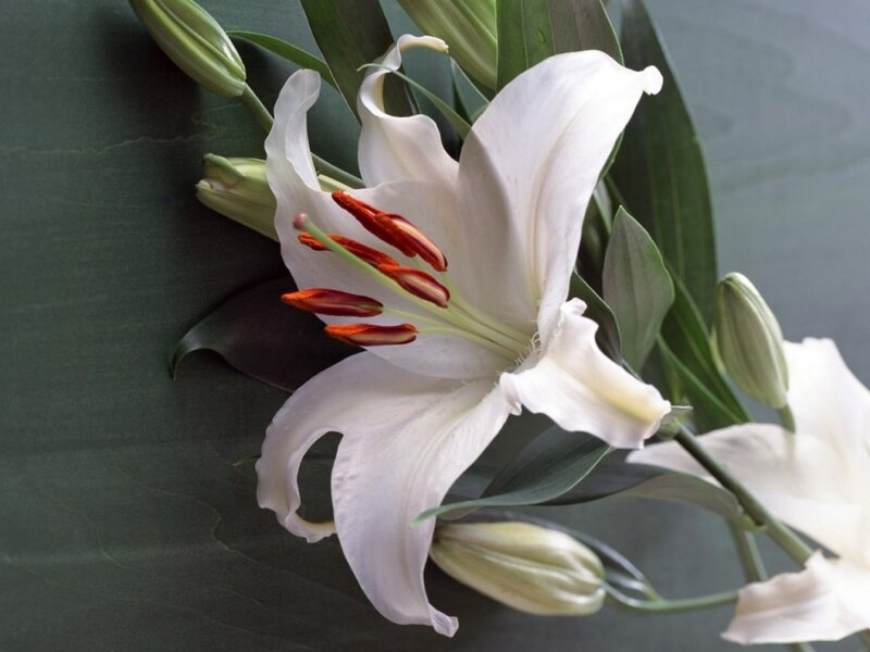 White Lily Flower — Serene, Photograph, Buds