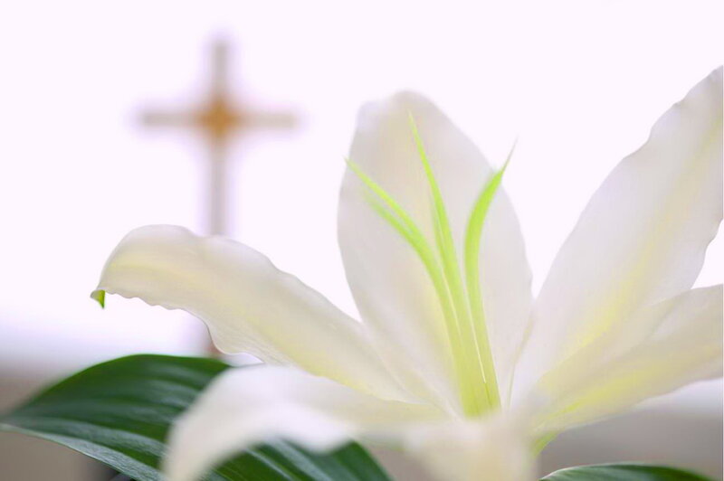 White Lily Flower — Serene, Photograph, Cross