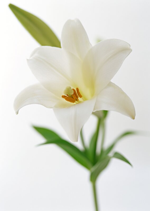 White Lily Flower — Serene, Photograph, Green Leaf