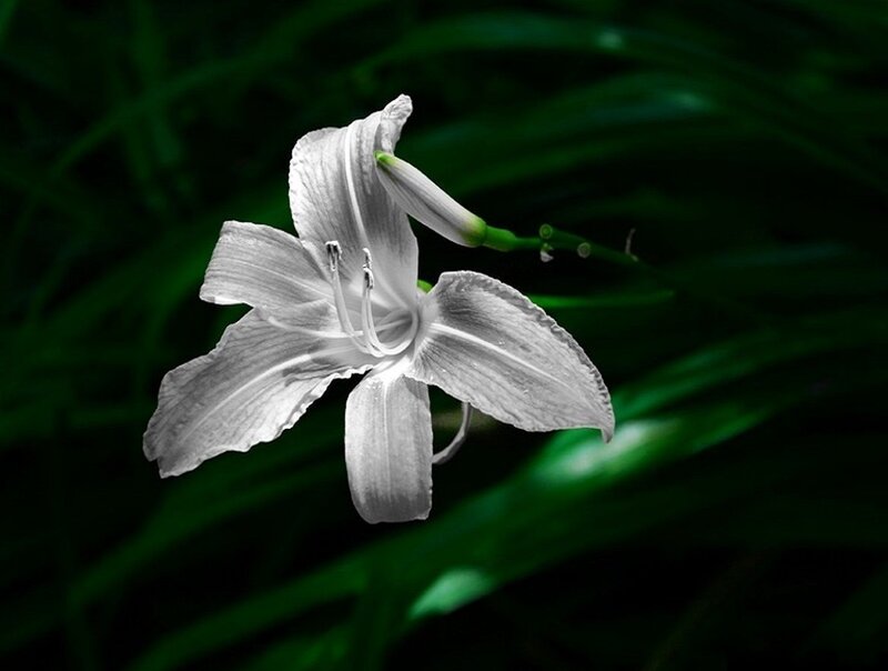 White Lily Flower — Serene, Photograph, Green Leaves, Flower Bud