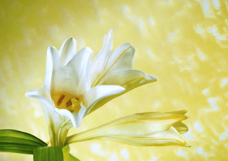 White Lily Flower — Serene, Photograph, Leaf