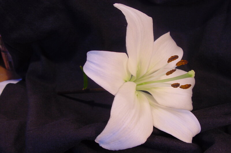 White Lily Flower — Serene, Photograph, Petals, Stamen, Dark Fabric