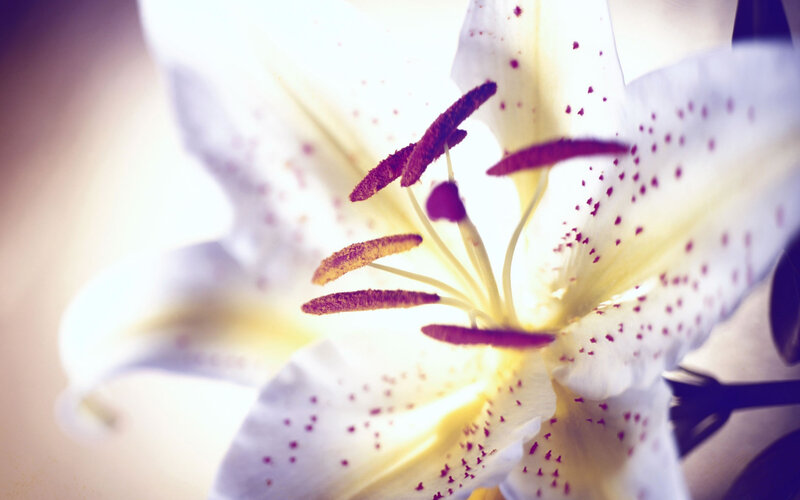 White Lily Flower — Serene, Photograph, Petals