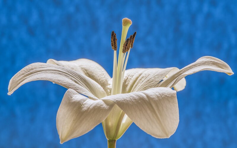 White Lily Flower — Serene, Photograph, Stamen, Petal, Blue Background