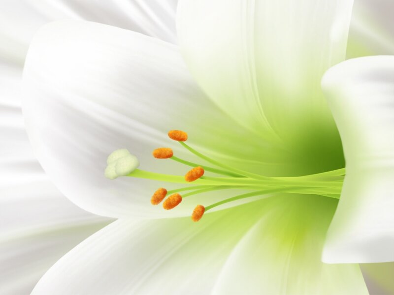 White Lily Flower — Serene, Photograph, Stamen, Pistil