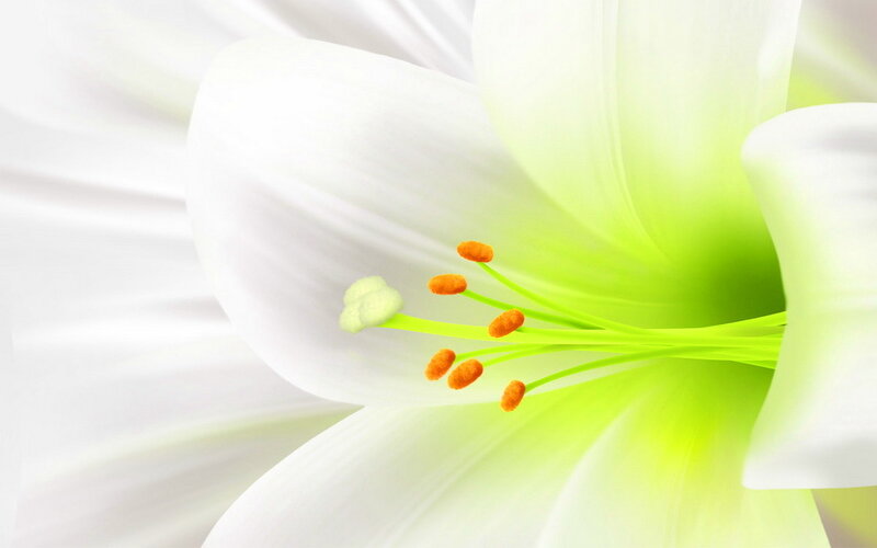 White Lily Flower — Serene, Photograph, Stamen