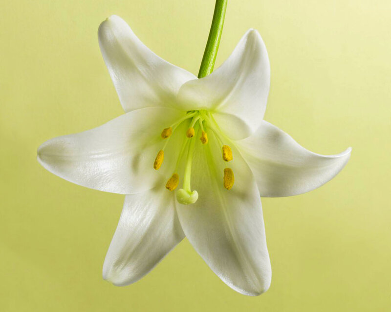 White Lily Flower — Serene, Photograph, Stem