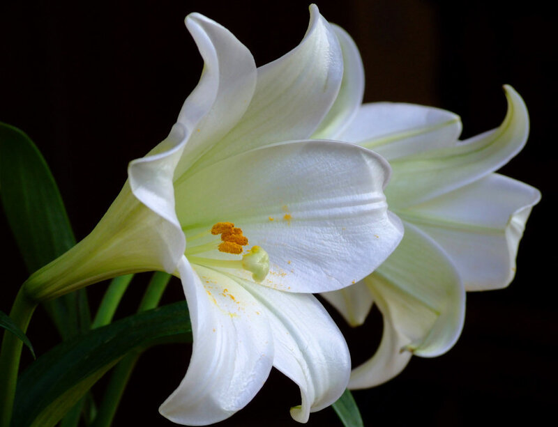 White Lily Flower — Serene, Photograph
