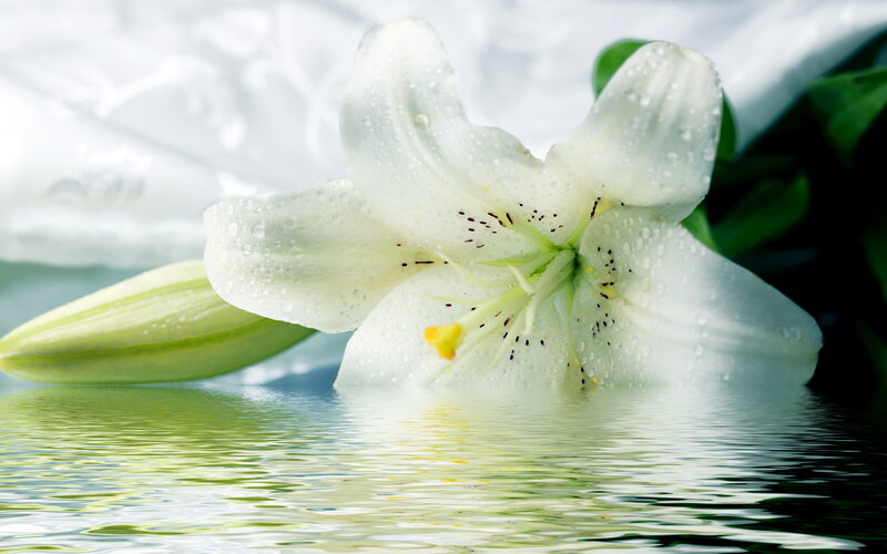 White Lily Flower — Serene, Photograph, Water