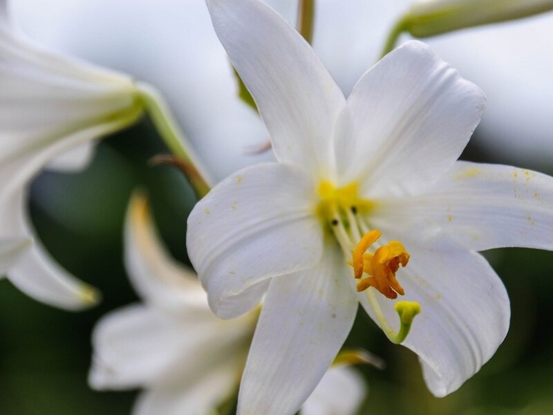 White Lily Flower — Serene, Photograph, Yellow Stamen, Green Stem