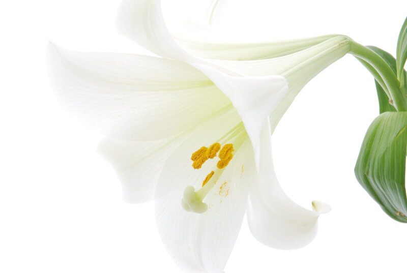White Lily Flower — Serene, Photograph, Yellow Stamen