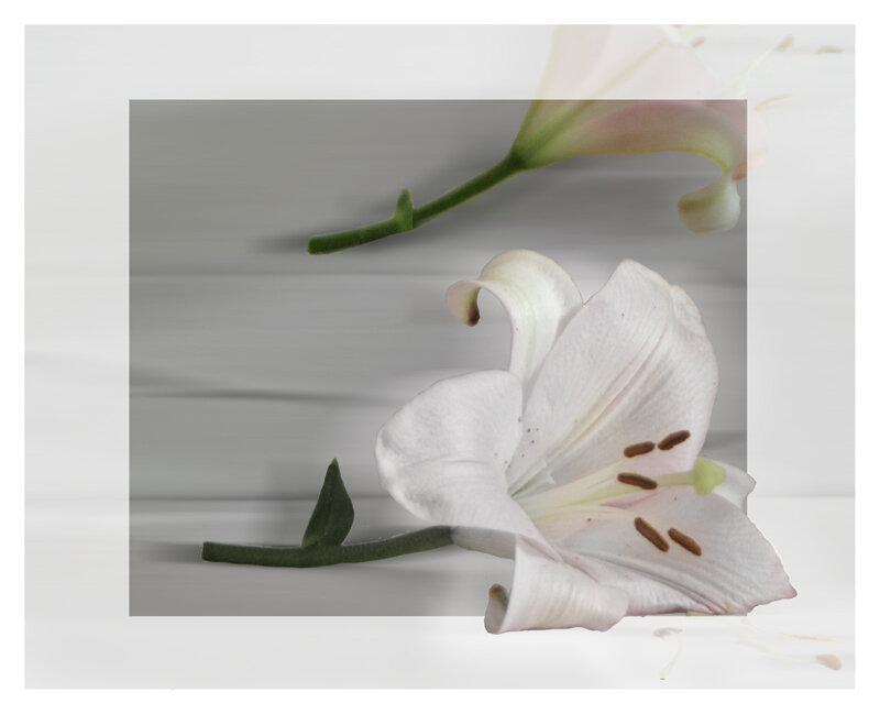 White Lily Flower — Serene