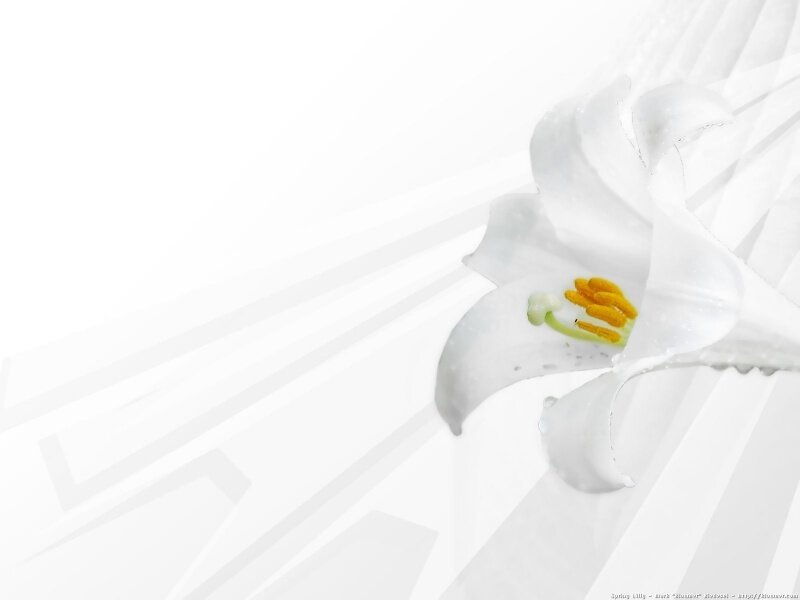 White lily flower with yellow stamen
