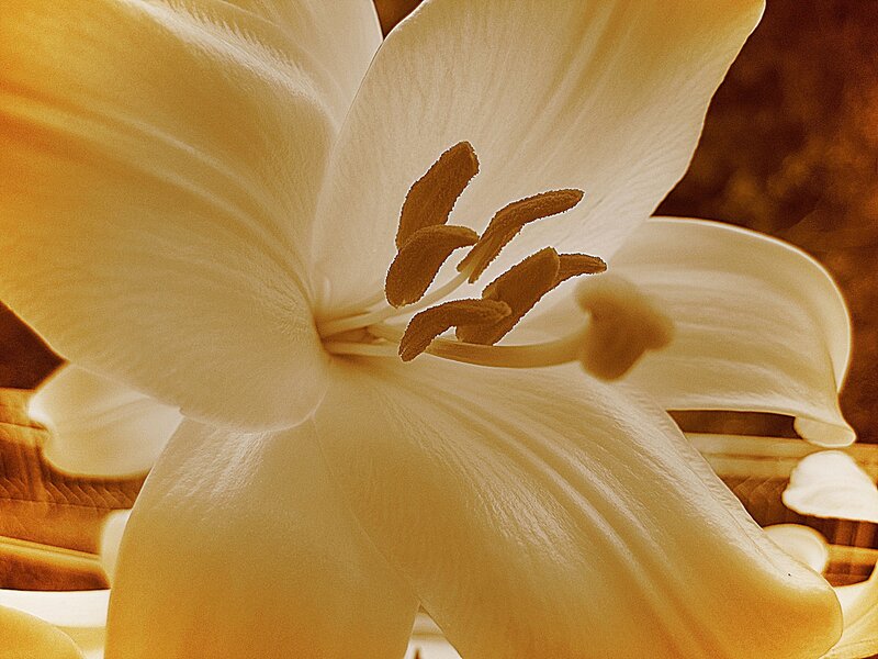 White Lily Flower — Yellow