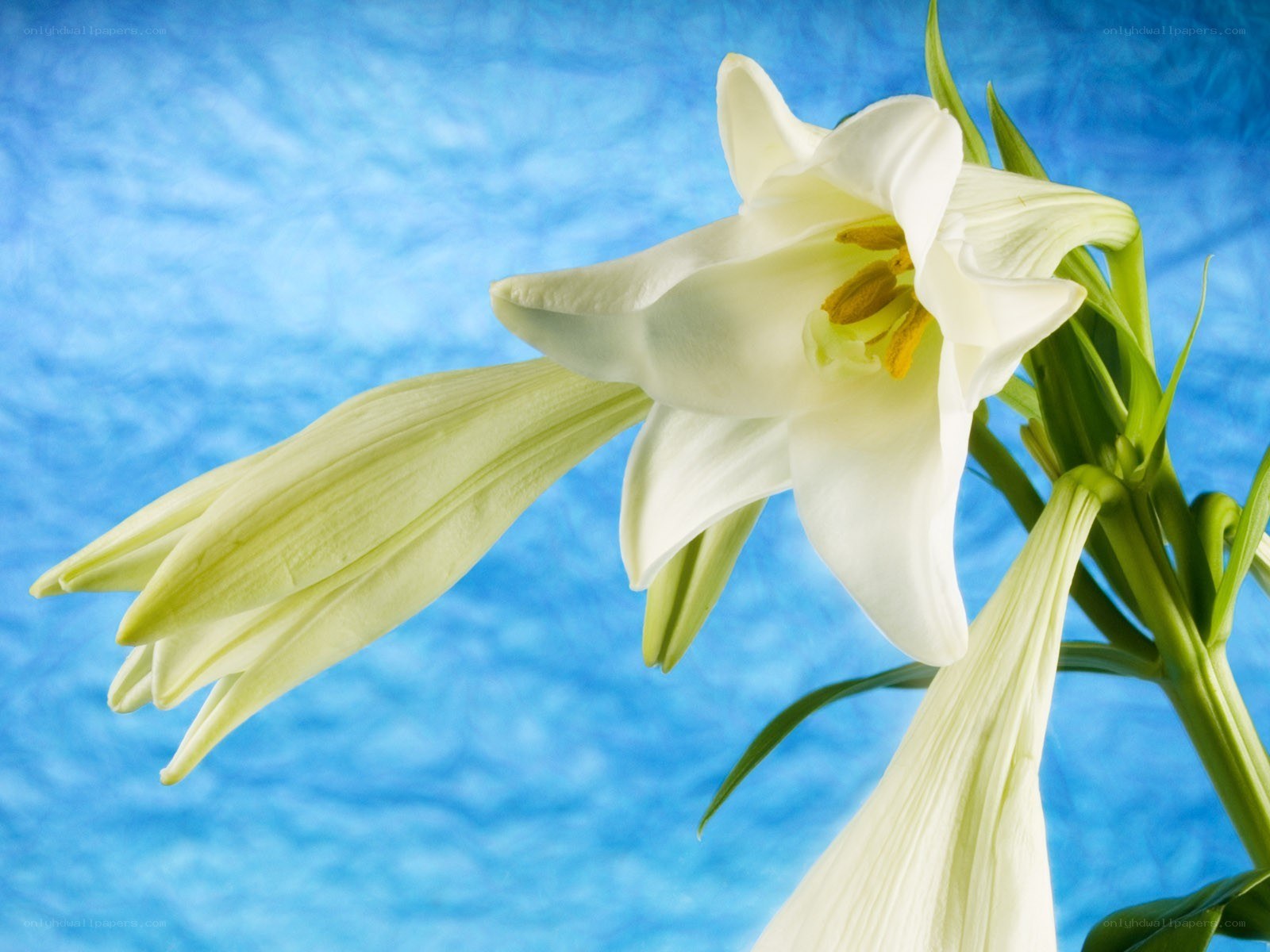 White lily flower
