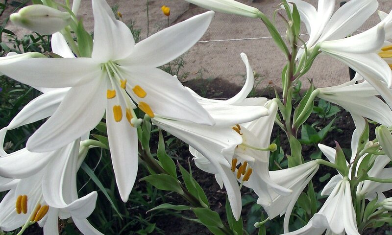 White Lily Flowers — Calm, Afternoon