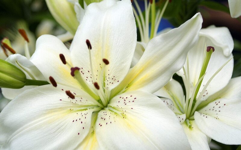 White Lily Flowers — Calm, Photograph