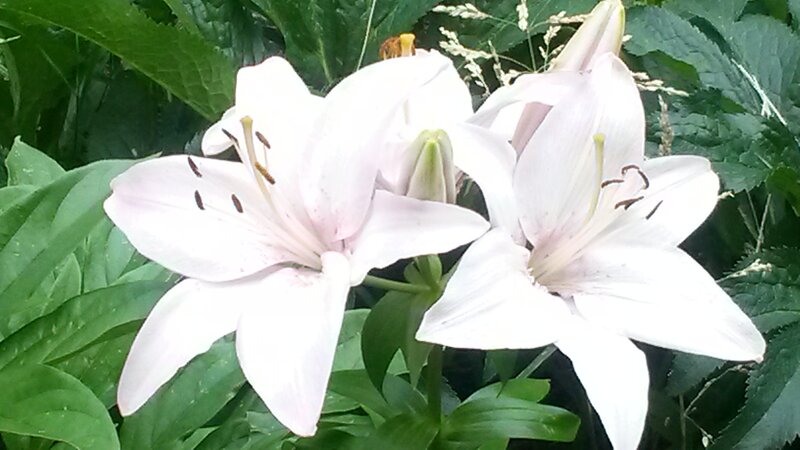 White Lily Flowers — Calm, Summer
