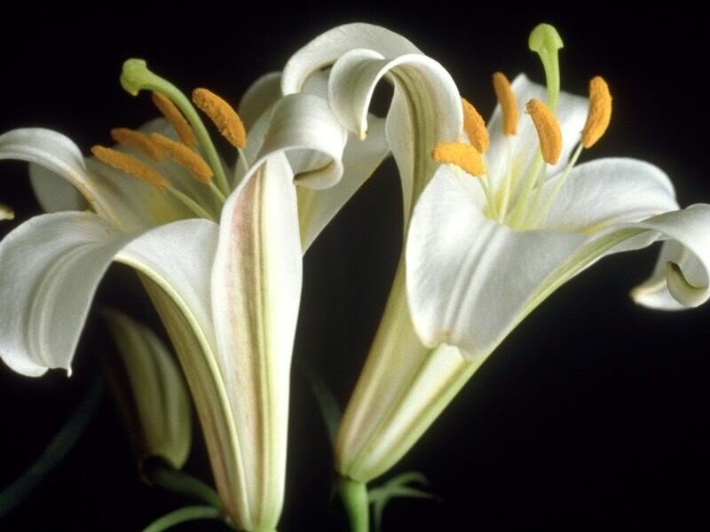 White Lily Flowers — Dramatic