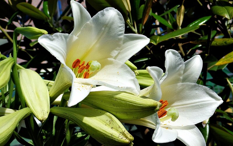 White Lily Flowers — Serene, Afternoon, Photograph, Buds, Leaves