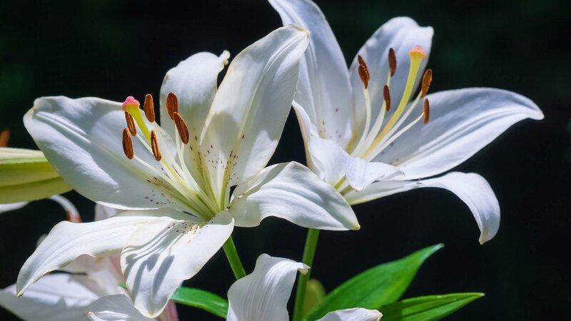 White Lily Flowers — Serene, Afternoon, Photograph, Stamen