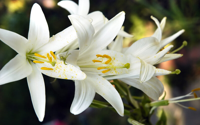 White Lily Flowers — Serene, Afternoon, Photograph, Yellow Stamen