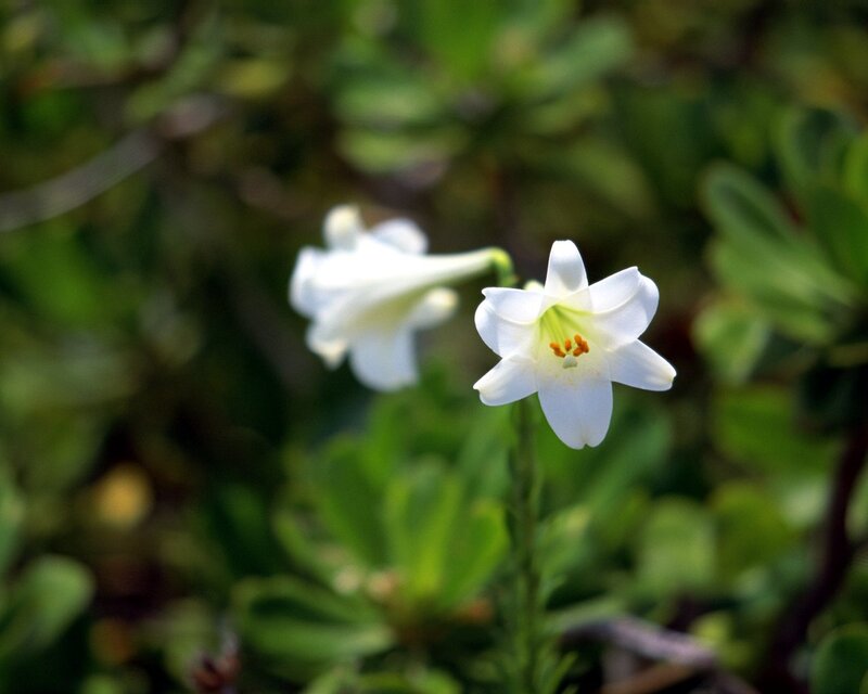 White Lily Flowers — Serene, Afternoon