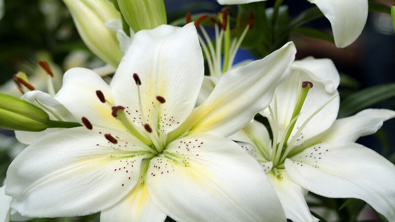 White Lily Flowers — Serene, Photograph, Buds, Stamen, Petals
