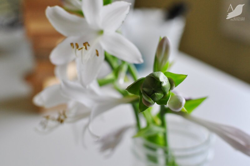 White Lily Flowers — Serene, Photograph, Buds