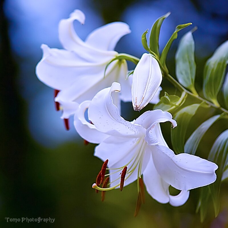 White Lily Flowers — Serene, Photograph, Green Leaves