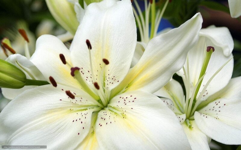 White Lily Flowers — Serene, Photograph, Petals, Stamen